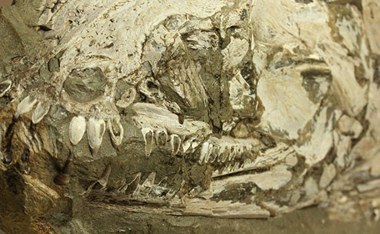 大変希少！歯列が保存される古代魚アミアの全身化石。専用ケース付き。（その4）