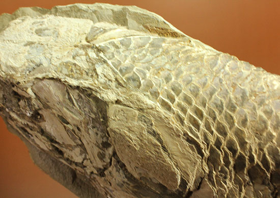 大変希少！歯列が保存される古代魚アミアの全身化石。専用ケース付き。（その5）