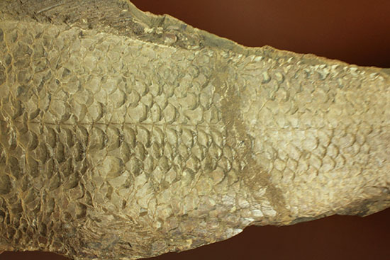 大変希少！歯列が保存される古代魚アミアの全身化石。専用ケース付き。（その7）