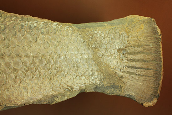 大変希少！歯列が保存される古代魚アミアの全身化石。専用ケース付き。（その8）