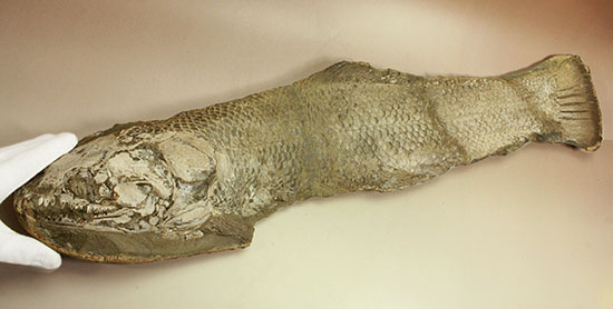 大変希少！歯列が保存される古代魚アミアの全身化石。専用ケース付き。（その9）