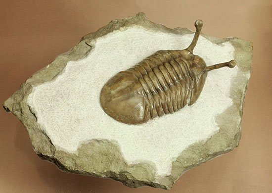 アサフス　三葉虫　ロシア産？　化石　/アンモナイト　恐竜