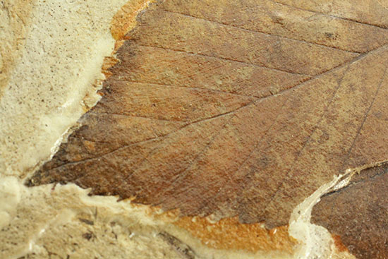 保存状態、極めて良し！見事な披針形をした木の葉の化石（その2）