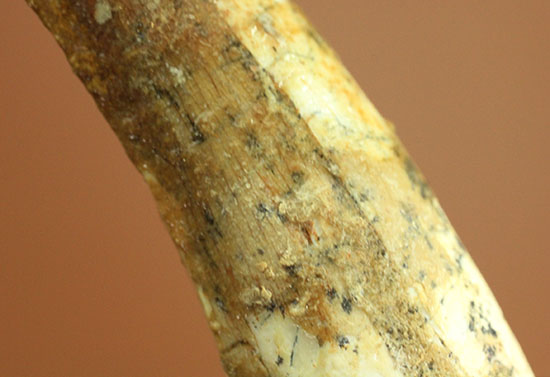 形が良い、そして長い!歯根(しこん)部がしっかり残ったスピノサウルス歯化石(Spinosaurus)(その11)