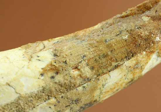 形が良い、そして長い!歯根(しこん)部がしっかり残ったスピノサウルス歯化石(Spinosaurus)(その12)