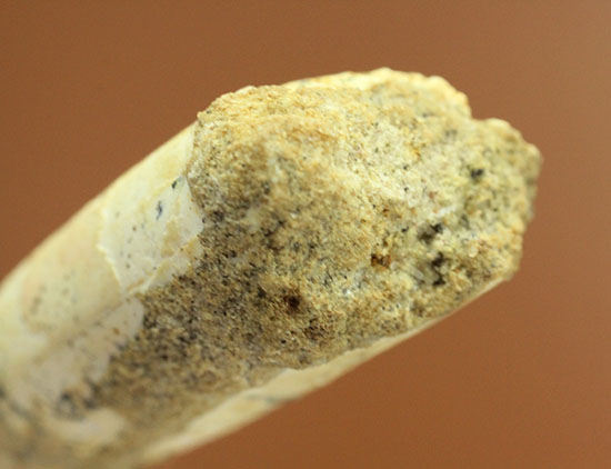 形が良い、そして長い!歯根(しこん)部がしっかり残ったスピノサウルス歯化石(Spinosaurus)(その13)