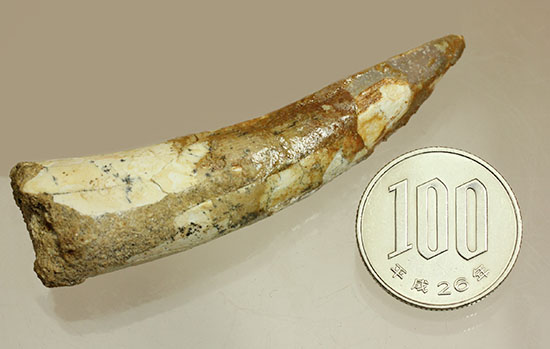 形が良い、そして長い!歯根(しこん)部がしっかり残ったスピノサウルス歯化石(Spinosaurus)(その14)