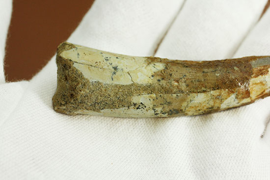 形が良い、そして長い!歯根(しこん)部がしっかり残ったスピノサウルス歯化石(Spinosaurus)(その4)