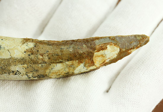 形が良い、そして長い!歯根(しこん)部がしっかり残ったスピノサウルス歯化石(Spinosaurus)(その5)