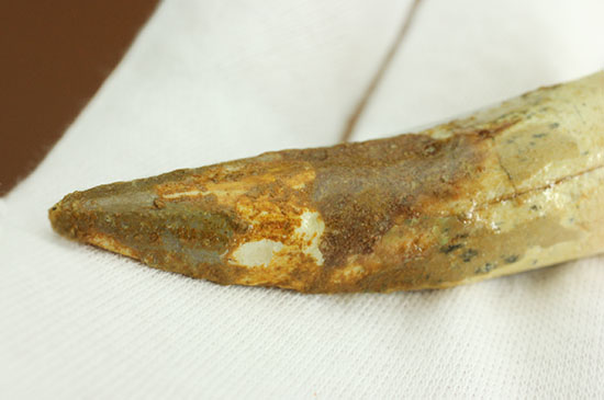 形が良い、そして長い!歯根(しこん)部がしっかり残ったスピノサウルス歯化石(Spinosaurus)(その7)