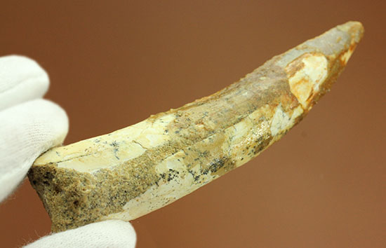 形が良い、そして長い!歯根(しこん)部がしっかり残ったスピノサウルス歯化石(Spinosaurus)(その9)
