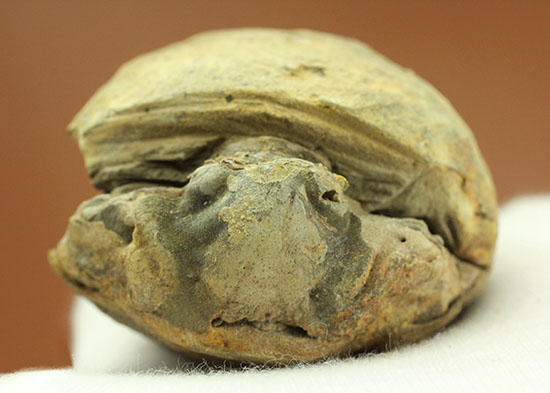 この表情に魅せられた方に。頭鞍部、体節がよく観察できるカリメネ三葉虫(その1)