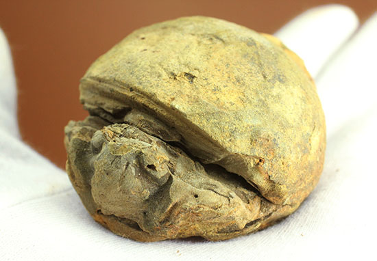 この表情に魅せられた方に。頭鞍部、体節がよく観察できるカリメネ三葉虫(その2)