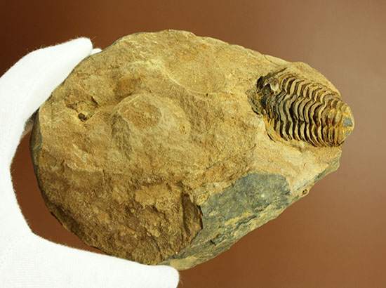 母岩付きならではの立体感！オルドビス紀、初期の三葉虫カリメネ種（その3）