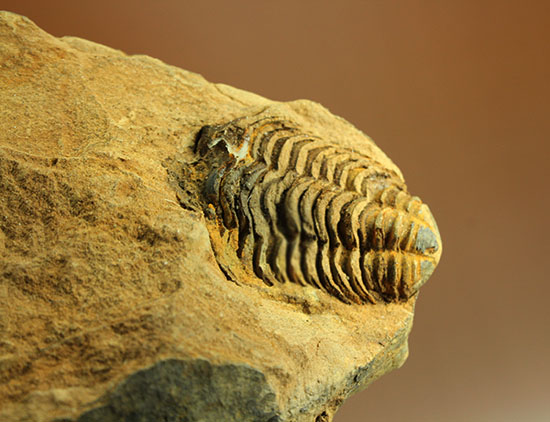 母岩付きならではの立体感！オルドビス紀、初期の三葉虫カリメネ種（その5）