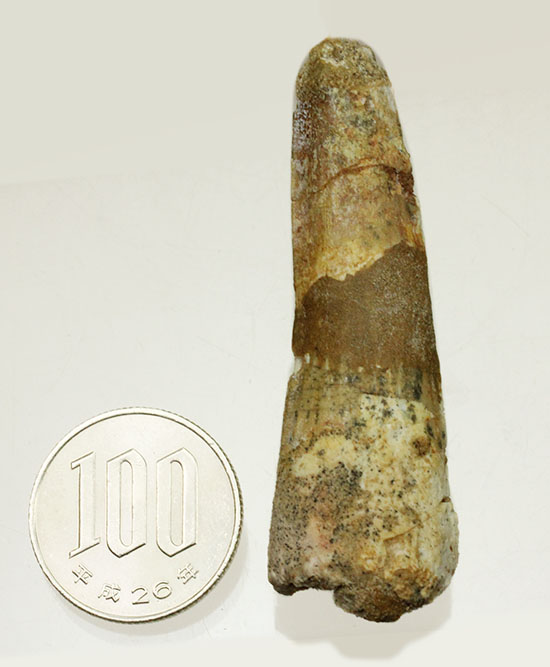 プレゼントにいかが?本物の恐竜スピノサウルスの歯化石(Spinosaurus)(その10)