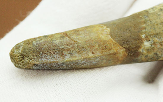 プレゼントにいかが?本物の恐竜スピノサウルスの歯化石(Spinosaurus)(その3)