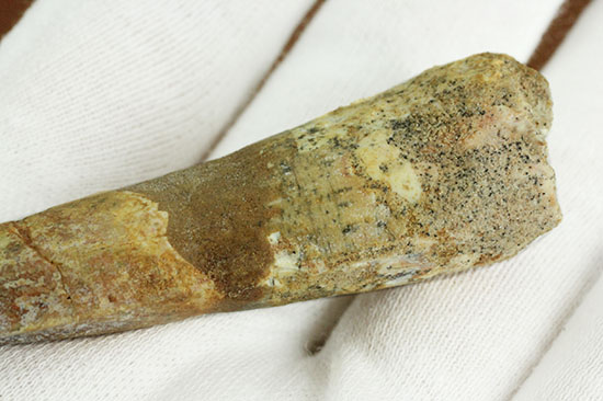 プレゼントにいかが?本物の恐竜スピノサウルスの歯化石(Spinosaurus)(その4)