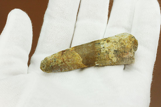 プレゼントにいかが?本物の恐竜スピノサウルスの歯化石(Spinosaurus)(その8)