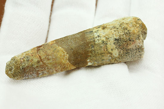 プレゼントにいかが?本物の恐竜スピノサウルスの歯化石(Spinosaurus)(その9)