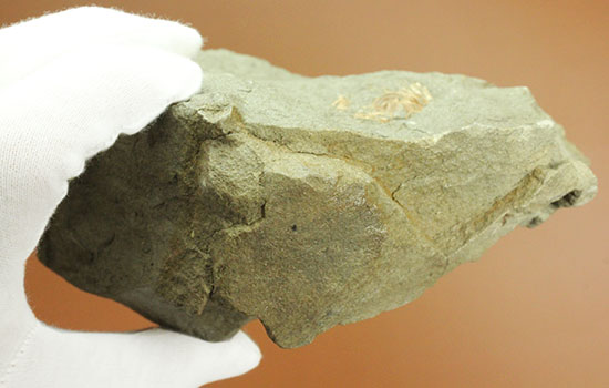 立体的！腕、目、甲羅などの膨らみにご注目！見事なカニ化石（その10）