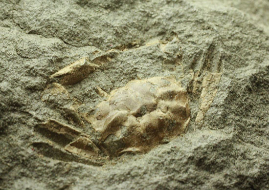 立体的！腕、目、甲羅などの膨らみにご注目！見事なカニ化石（その11）