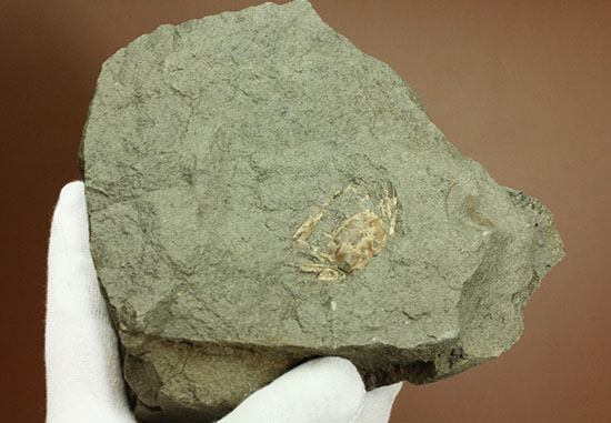 立体的！腕、目、甲羅などの膨らみにご注目！見事なカニ化石（その12）