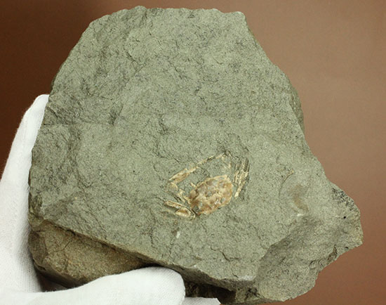 立体的！腕、目、甲羅などの膨らみにご注目！見事なカニ化石/新生代第三紀（6500万 -- 260万年前）【ot987】