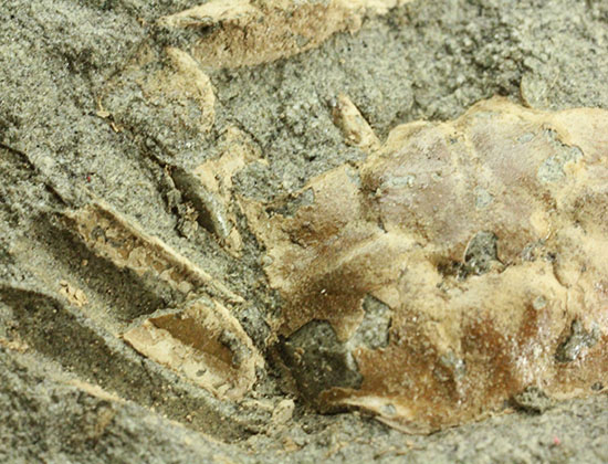 立体的！腕、目、甲羅などの膨らみにご注目！見事なカニ化石（その3）