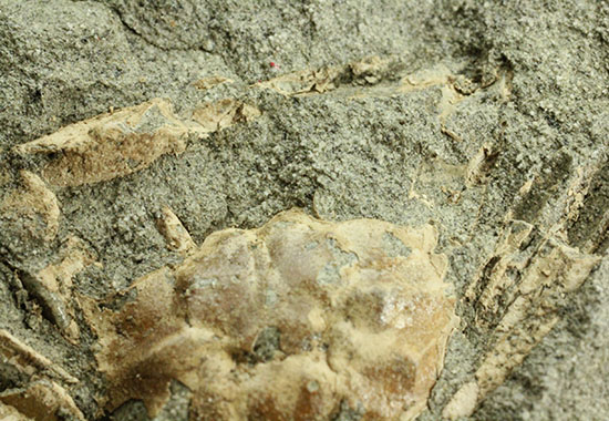 立体的！腕、目、甲羅などの膨らみにご注目！見事なカニ化石（その4）