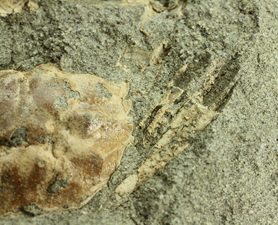 立体的！腕、目、甲羅などの膨らみにご注目！見事なカニ化石（その6）