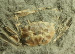 立体的！腕、目、甲羅などの膨らみにご注目！見事なカニ化石
