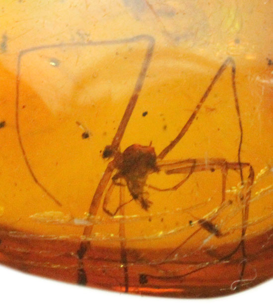 脚のなが～～いクモを内包したドミニカ産の虫入り琥珀/新生代第三紀（6500万 -- 260万年前）【ot992】