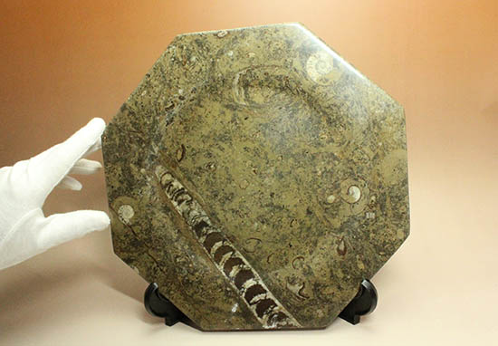 １８センチのオルソセラス＆ゴニアタイトが集結！なかなかお目にかかることのない、両面化石のプレート標本。(Orthoceras＆Goniatite)/古生代デボン紀（4億1000万 -- 3億6700万年前）【ot995】
