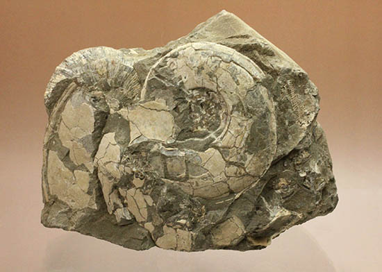 二本木コレクション。天塩産にまれに見られる白色の標本。ハウエリセラス＆ゴードリセラス/中生代白亜紀（1億3500万 -- 6500万年前）【an1113】