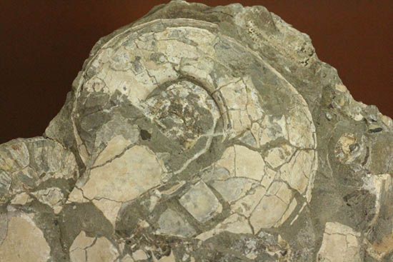 二本木コレクション。天塩産にまれに見られる白色の標本。ハウエリセラス＆ゴードリセラス/中生代白亜紀（1億3500万 -- 6500万年前）【an1113】