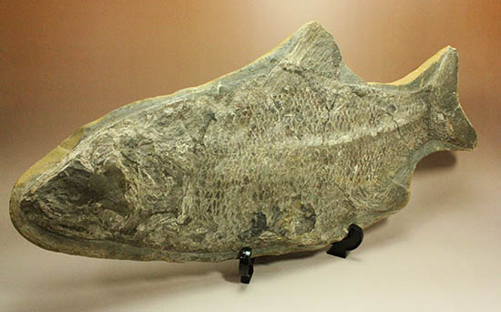 珍しい種類！スズキ目の特徴を多数持った立派な魚化石。/中生代白亜紀（1億3500万 -- 6500万年前）【ot997】