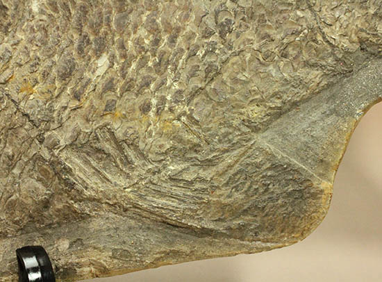 珍しい種類！スズキ目の特徴を多数持った立派な魚化石。（その13）