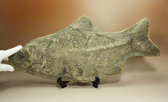珍しい種類！スズキ目の特徴を多数持った立派な魚化石。（その2）