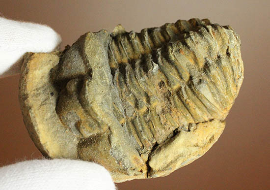 新着化石 三葉虫ノジュール標本 | 化石セブンの最新情報