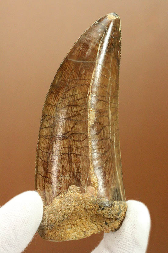 説明せざるを得ない、この魅力。筆が止まらない、カルカロドントサウルスの巨大歯！（その1）