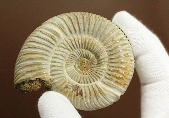 手触り滑らか!陶器のような質感を有する、ペリスフィンクテス(Perisphinctes)アンモナイト(その10)