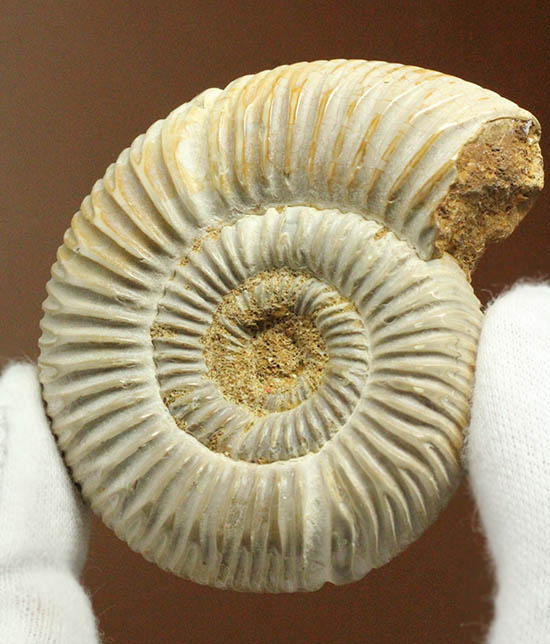 手触り滑らか!陶器のような質感を有する、ペリスフィンクテス(Perisphinctes)アンモナイト(その11)