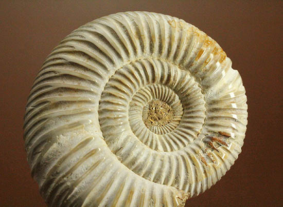 手触り滑らか!陶器のような質感を有する、ペリスフィンクテス(Perisphinctes)アンモナイト(その12)