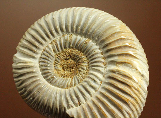 手触り滑らか!陶器のような質感を有する、ペリスフィンクテス(Perisphinctes)アンモナイト(その13)