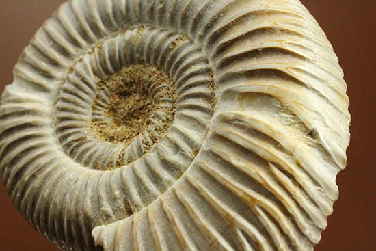 手触り滑らか!陶器のような質感を有する、ペリスフィンクテス(Perisphinctes)アンモナイト(その14)
