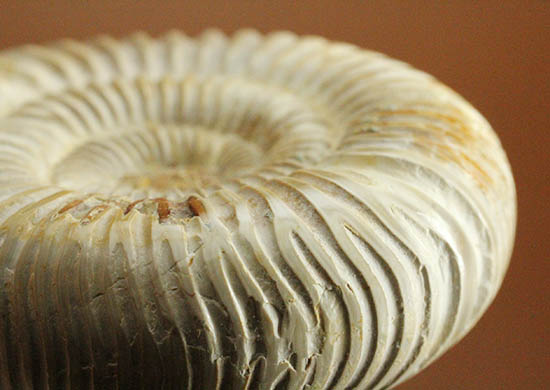 手触り滑らか!陶器のような質感を有する、ペリスフィンクテス(Perisphinctes)アンモナイト(その15)