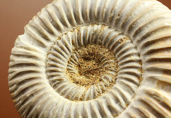 手触り滑らか!陶器のような質感を有する、ペリスフィンクテス(Perisphinctes)アンモナイト(その16)