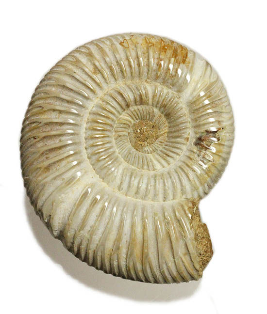 手触り滑らか!陶器のような質感を有する、ペリスフィンクテス(Perisphinctes)アンモナイト(その17)