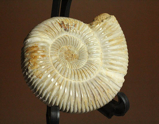 手触り滑らか!陶器のような質感を有する、ペリスフィンクテス(Perisphinctes)アンモナイト(その2)